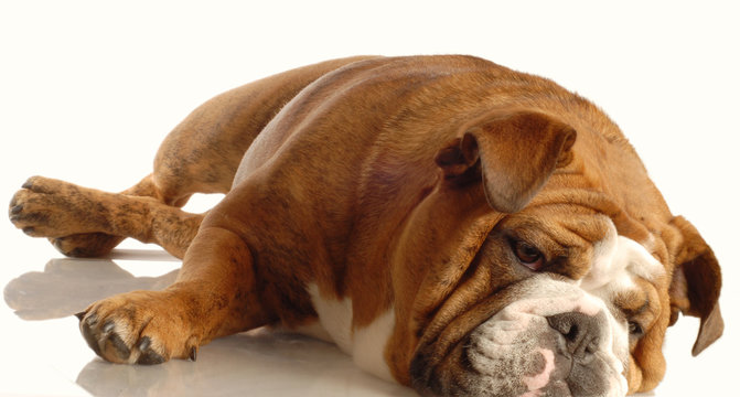 english bulldog stretched out resting on white background