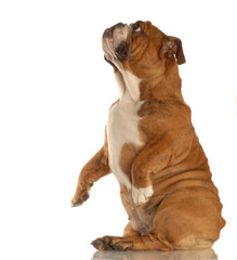 red brindle english bulldog sitting pretty