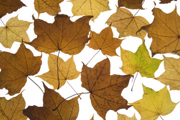 Selection Of Autumn Leaves