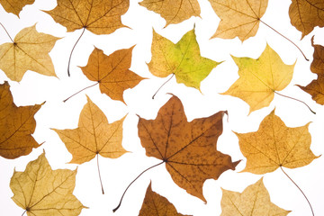 Naklejka na ściany i meble Selection Of Autumn Leaves