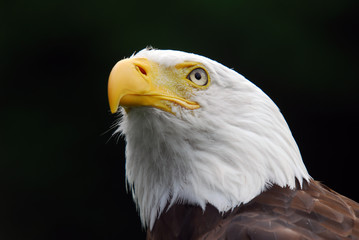 American Bald Eagle
