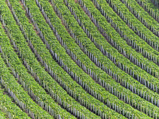 Weinanbau Luftaufnahme