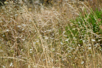 Fototapeta premium dry plant