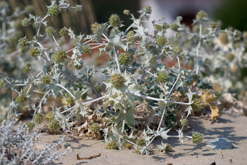 Eryngium