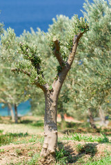 Fototapeta premium olive tree