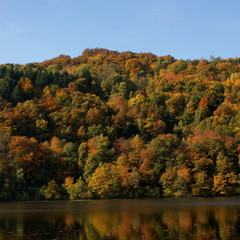 Obraz premium Naturpark Eifel in kräftigen Herbstfarben ( am Obersee )