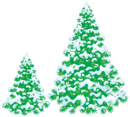 Snow-covered fir