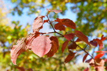 autumn leaves