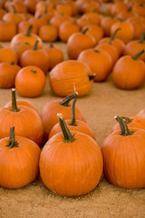 Vertical image of pumpkins in a pumpkin patch.