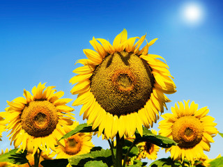 Field of sunflowers on a background of the blue sky.