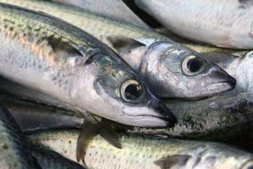 Maquereaux criée Marseille