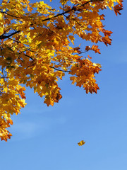 Maple Leaf Falling From Maple Tree In Autumn