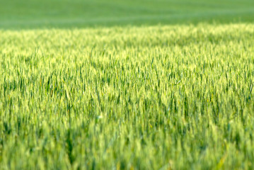 field wheat on  sunset,  spring in steppe, evening