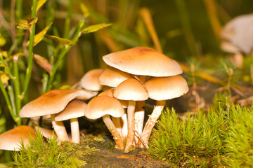 Hypholoma fungus in the forest.