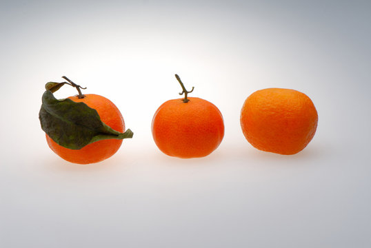 Three orange tangerines on  light background