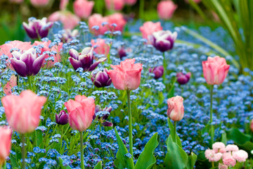 A row of tulips surrounded by blue forget-me-nots