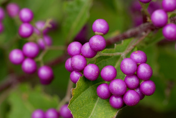 ムラサキシキブ