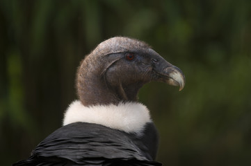Closeup of Eurasian Griffon Vulture (Gyps fulvus)