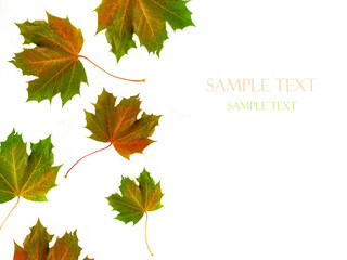 AUTUMN LEAVES CLOSE-UP