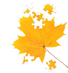 Puzzle - an autumn maple leaf of yellow color