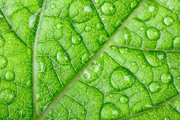 Water drops on green leaf macro, may be used as background