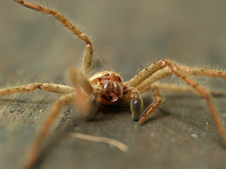 Australian Huntsman spider (Sparassidae) or wood spider