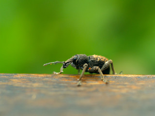 Close up of a long snouted weevil