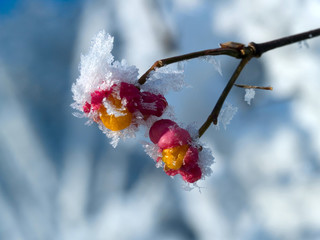 Frozen berries trying to survive at the end of the winter