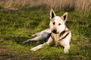 Alsatian dog lying at field.