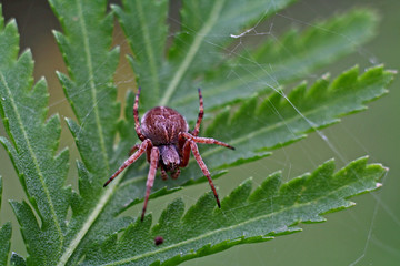 Spinne