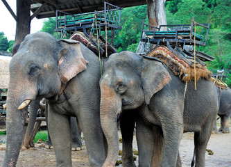 Fototapeta na wymiar Je¼dzić na słoniu - Tajlandia