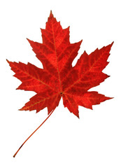 Red maple leaf in autumn, isolated on white.