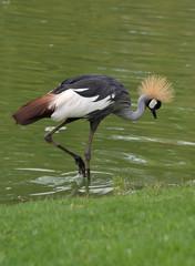 Crowned crane.