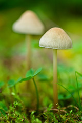 Close up of mushrooms in the forest