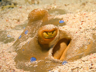 Head of Blue spotted Sting ray