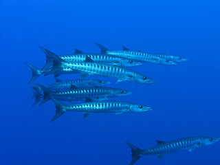 Barracudas