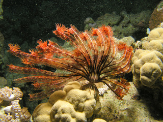 Feather star fish