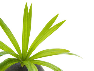 minéral et végétal