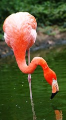 flamingo © Angela Köhler