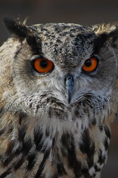 GRAND DUC 1
