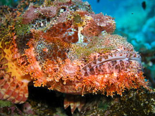 Head of scorpion fish