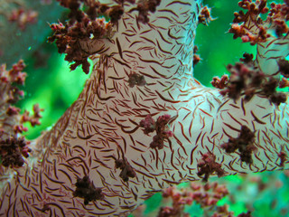 Branch of sorf coral - close up