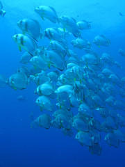Bat fish group