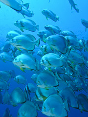 Bat fish group