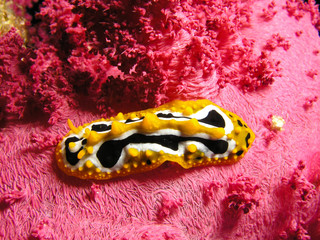 Sea slug