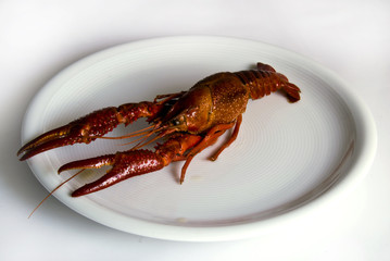 Flusskrebse 081015 3