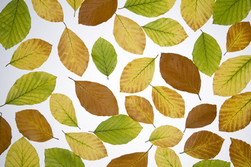 Autumn colored  leaves