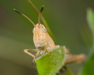 Grasshopper on blade of grass