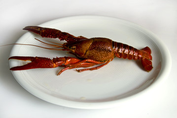 Flusskrebse 081015 6