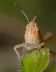 Grasshopper on blade of grass